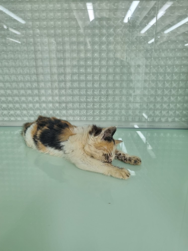 종료(자연사) 한국…